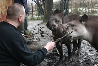 Redaktor v ZOO: Můj den s tapíry
