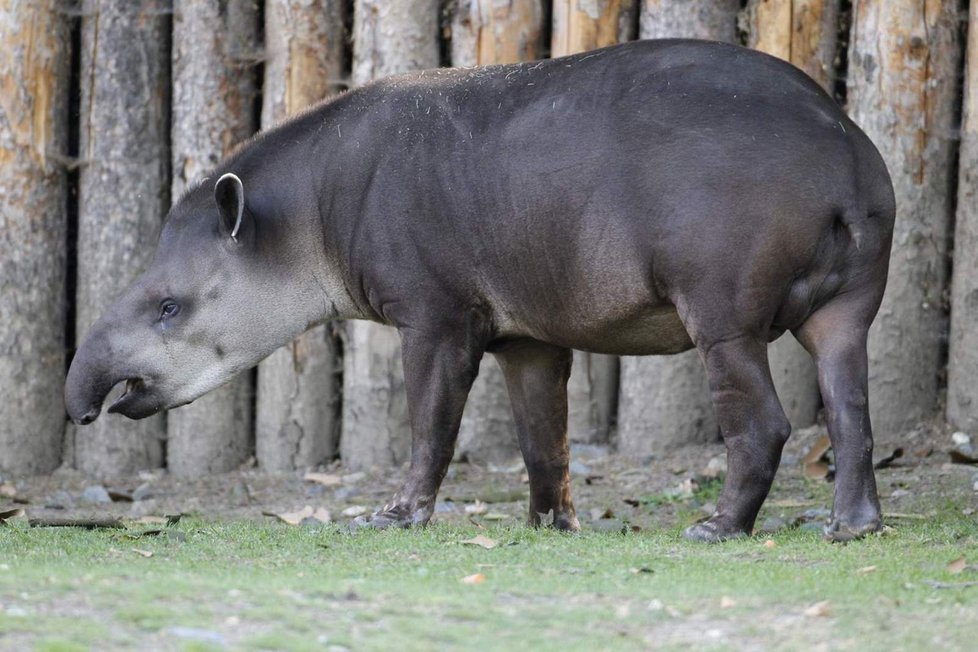 Malý tapír je s největší pravděpodobností kluk, jméno zatím nemáMláďata tapírů vypadají jako mláďata divokých prasatKdyž se mládě tapíra narodí, má velmi výrazné zbarvení - hnědá se světlým pruhováním a skvrněním......dospělý jedinec má pak krátkou, štětinatou obvykle tmavě hnědou srst!