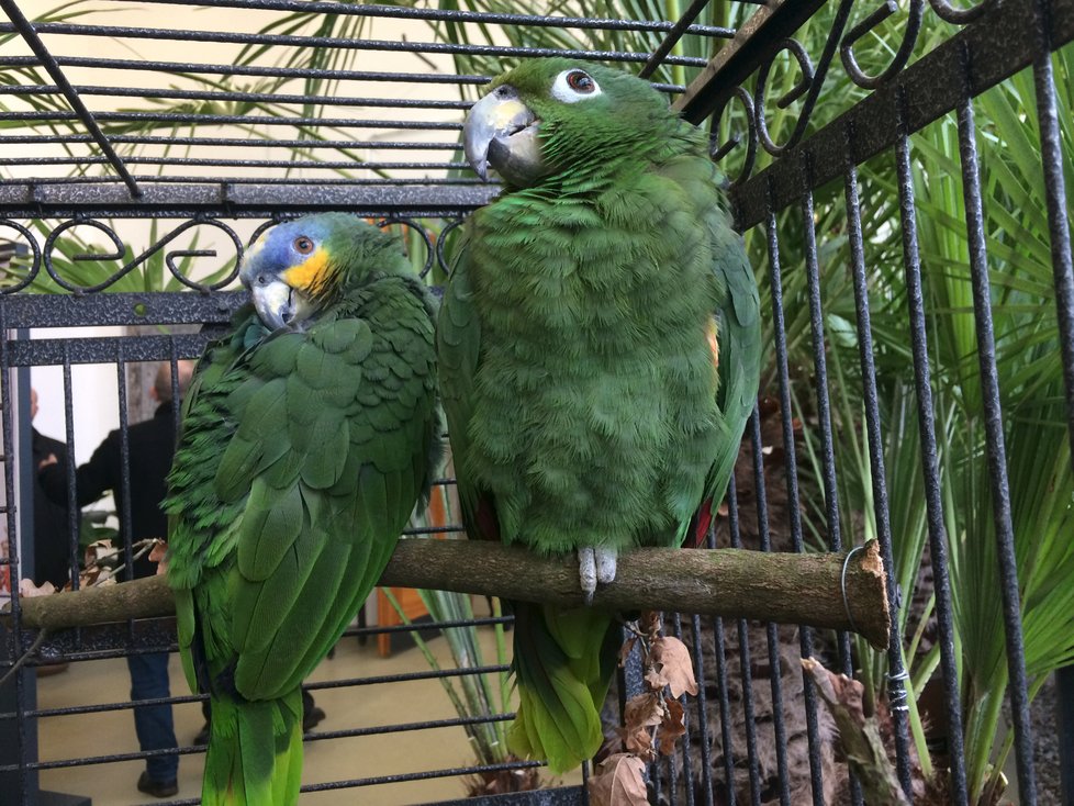 Na výstavu budou o víkendech dohlížet papoušci ze společnosti Laguna.