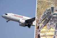 Horor v letadle španělských aerolinií: Pilota kousla tarantule