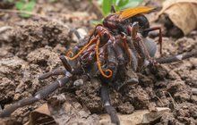 Souboj na život a na smrt tarantule se sršní: Zapíchnu tě, pavouku!