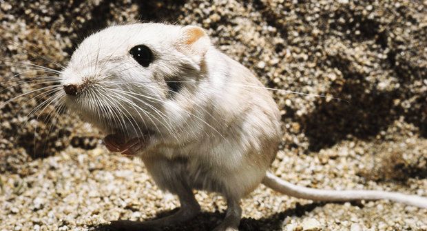 Kopající myš: Rychlejší než mrknutí oka
