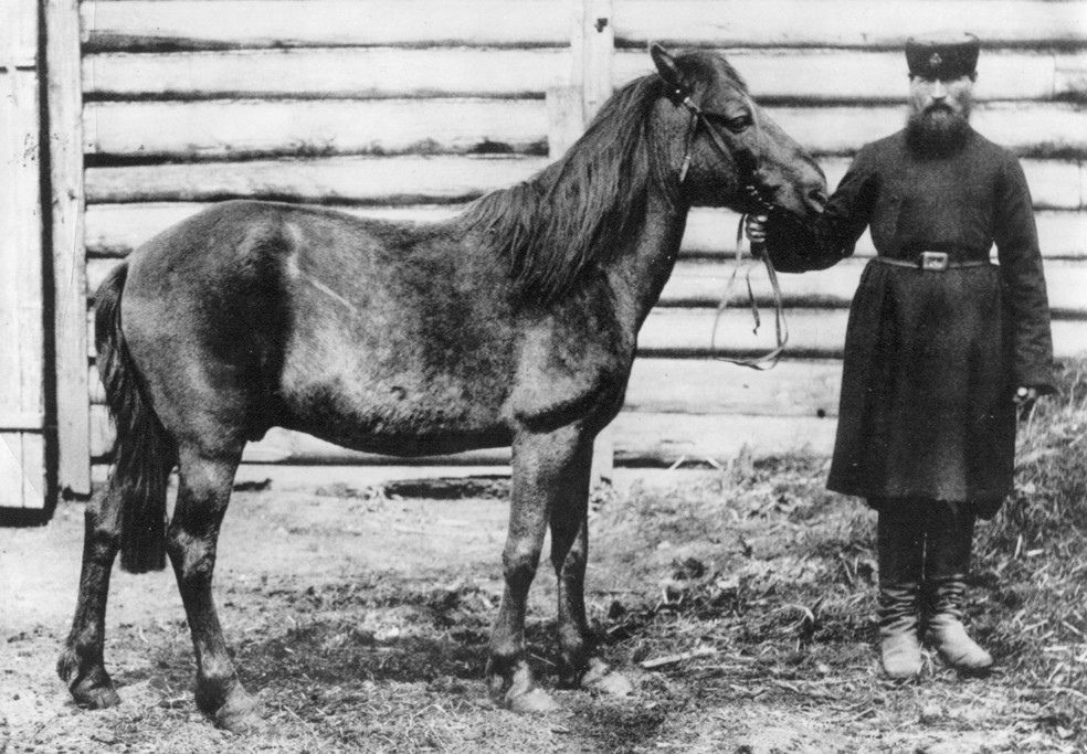 Jediná známá fotografie pravého tarpana (chycen r. 1866 a prodán Moskevské ZOO)