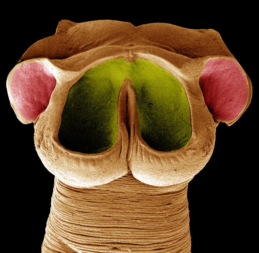 Mikroskopický pohled na tasemnici