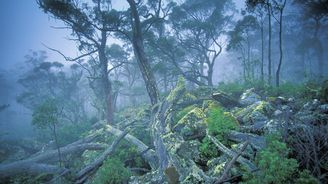 Blažený únik před zimou: Čtrnáctidenní trek přírodními parky Tasmánie