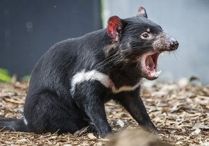 Zoo plánuje chovat ohroženého tasmánského čerta.