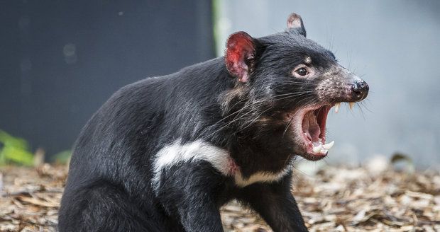 Zoo plánuje chovat ohroženého tasmánského čerta.