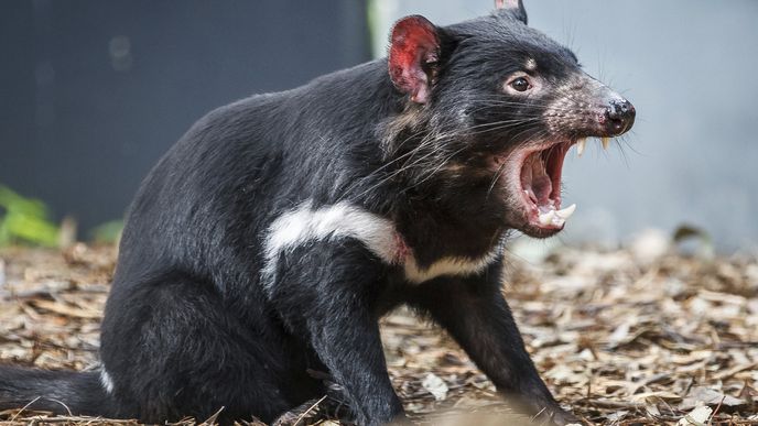 Zoo plánuje chovat ohroženého tasmánského čerta.