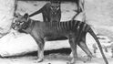 Poslední exemplář vakovlka tasmánského, známého pod jménem tasmánský tygr, zemřel v australské zoo Hobart v roce 1936.