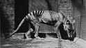 Poslední exemplář vakovlka tasmánského, známého pod jménem tasmánský tygr, zemřel v australské zoo Hobart v roce 1936.