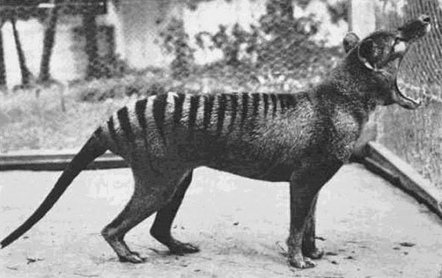 V roce 1936 zemřel v zoologické zahradě poslední tasmánský tygr.