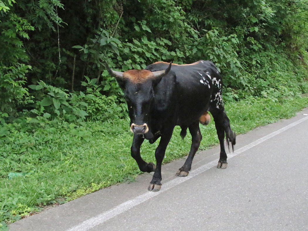 Tatra