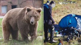 Dva české turisty napadl v Tatrách medvěd (ilustrační foto): Schovali se mu v kleči, kde přečkali noc.