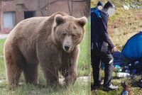 Drama na Slovensku: Dva české turisty napadl v Tatrách medvěd!