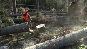 Vítr v Tatrách polámal tisíce stromů, škody se budou likvidovat měsíce.