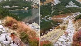 Drzá liška ukradla turistům svačinu.