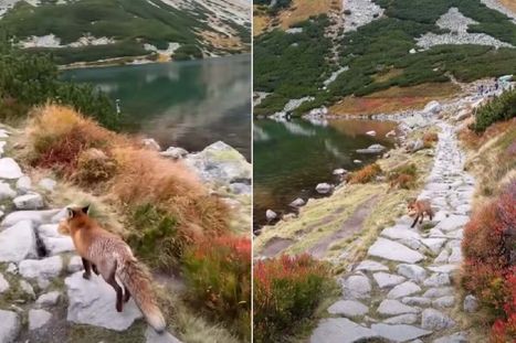 Obrázek: Video z Tater zachytilo drzou zlodějku: Turistům ukradla svačinu