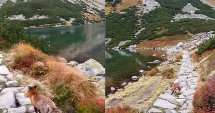 Drzá liška ukradla turistům svačinu.