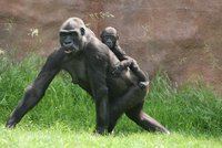 Štědrovečerní nadílka čeká i zvířata pražské zoo