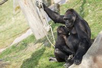 Radost v ZOO! Matka goriláka Tatu, který se oběsil, je březí