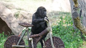 Tatu byl atrakcí pražské zoo