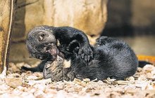 Vzácná čtyřčata v Zoo Praha: Tayry září jako zlaté poklady