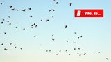 Ptáci odlétají do teplých krajin: Které druhy nás opouští?
