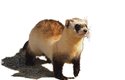 Tchoř černonohý (Mustela nigripes) je štíhlá lasicovitá šelma dorůstající 40–50 cm délky