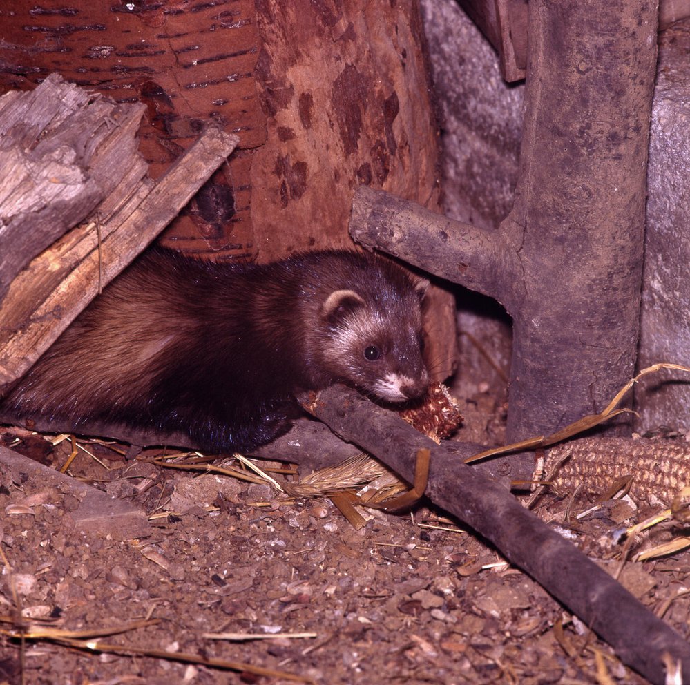 Tchoř z deníku fotografa divočiny