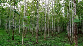 Lesům ČR pomůže s prodejem teakové plantáže v Nikaragui tamní ministr