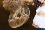 Další komplikace výměny embryí: Otěhotněla jen jedna z žen.