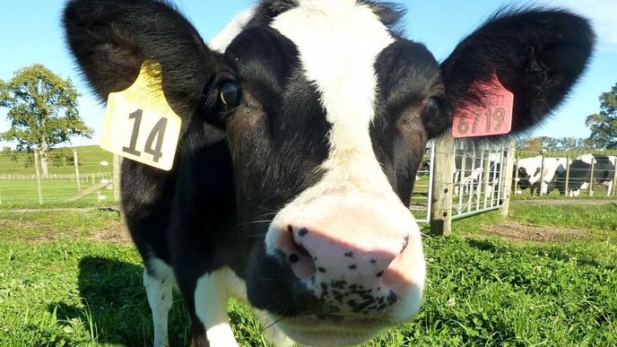 Telátko Daisy z Nového Zélandu bude dávat mléko, které neobsahuje alergeny. (Foto: Profimedia)