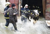 Farmářka je kvůli povodni na mizině!