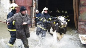 Krávy na statku pomohli před velkou vodou zachránit hasiči. Teď ale může skot pomřít hlady.