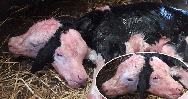 Krávě se narodilo dvouhlavé tele: Byl to zázrak, říká veterinářka Karolína