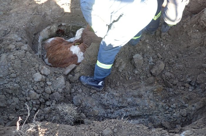 Hasiči v Třinci zachraňovali 300 kg vážící tele, které spadlo do studny.