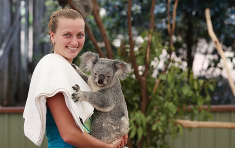 Brisbane, prosinec 2012 - Tenistka Petra Kvitová s koalím samečkem.