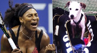 Serena v slzách! Opustila ji láska, s pejskem vyhrála všechny grandslamy