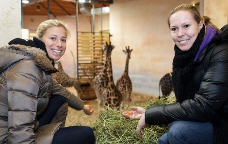 Hlaváčková (vlevo) s Hradeckou krmily žirafy mrkví.