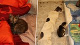 Stovka mrtvých koťat v mrazáku: Žena z Teplic vyhazovala kočky z okna, přesto zůstává na svobodě