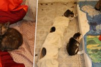 Stovka mrtvých koťat v mrazáku: Žena z Teplic vyhazovala kočky z okna, přesto zůstává na svobodě