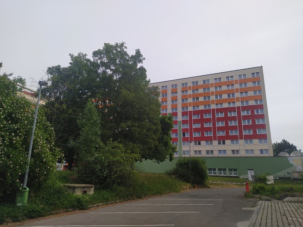 Javor jasanolistý na Střížkově dosahuje úctyhodné výšky. Roste mezi ulicemi Teplická a Děčínská ve vnitrobloku - na dohled hotelu DUO.
