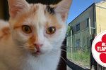 Teplické kočky potřebují půl miliónu na nový domov, jinak skončí v srpnu na ulici