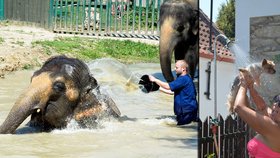 Teplo z Afriky rozpaluje Česko: I zvířata touží po ochlazení!