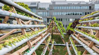ForestBit pěstuje tuny bylinek a zeleniny na střeše uprostřed Prahy