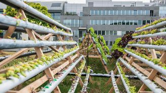 Dcera miliardáře Dalibora Dědka staví startup, chce zeleninu na střechách logistických parků