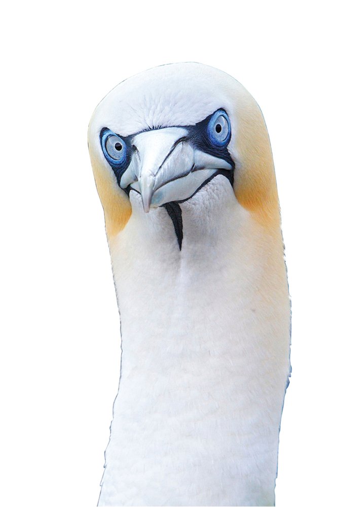 Oči terejů (a dalších mořských ptáků) jsou přizpůsobené k ostrému vidění ve vzduchu i pod vodou