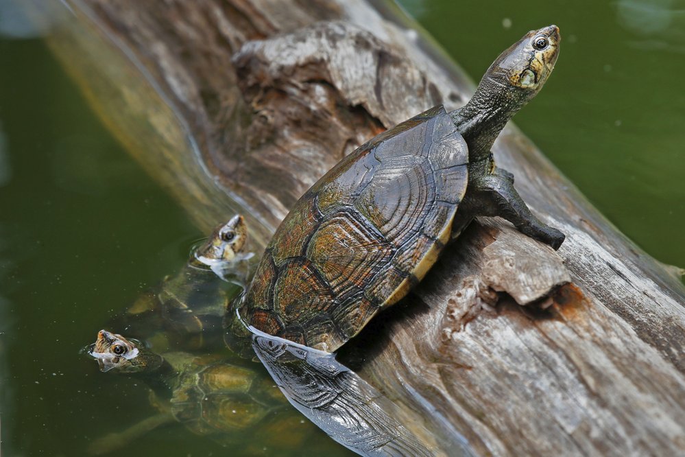 Vyhynutí tereky madagaskarské odvrátily záchranné chovy v zajetí a následné vypouštění do přírody