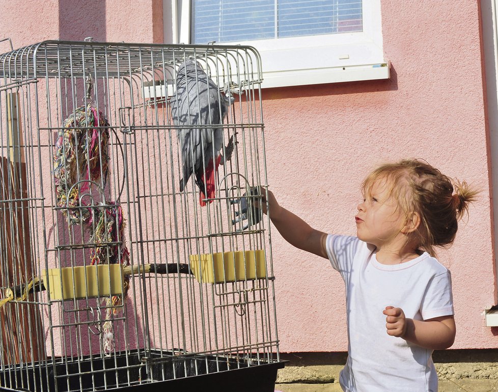 Nejmenší člen domácnosti není dcera Natálka, ale papoušek Žako, kterého má rodina už pět let