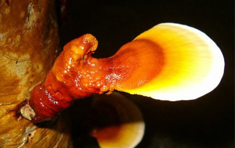 REISHI – Ganoderma lucidum – Lesklokorka lesklá